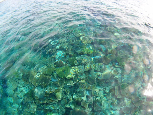 沖縄で一番すごいかも？！伊是名のサンゴ礁