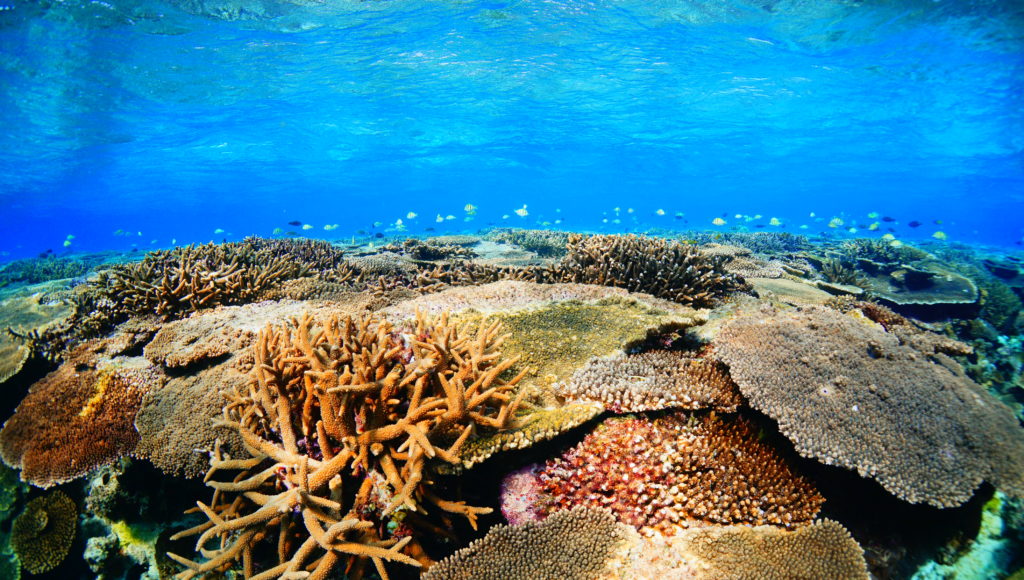伊是名の浅瀬のサンゴ礁