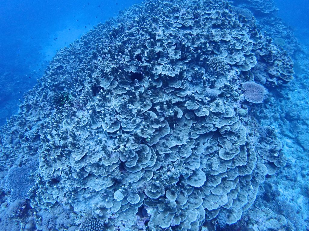 パラオハマサンゴの群生