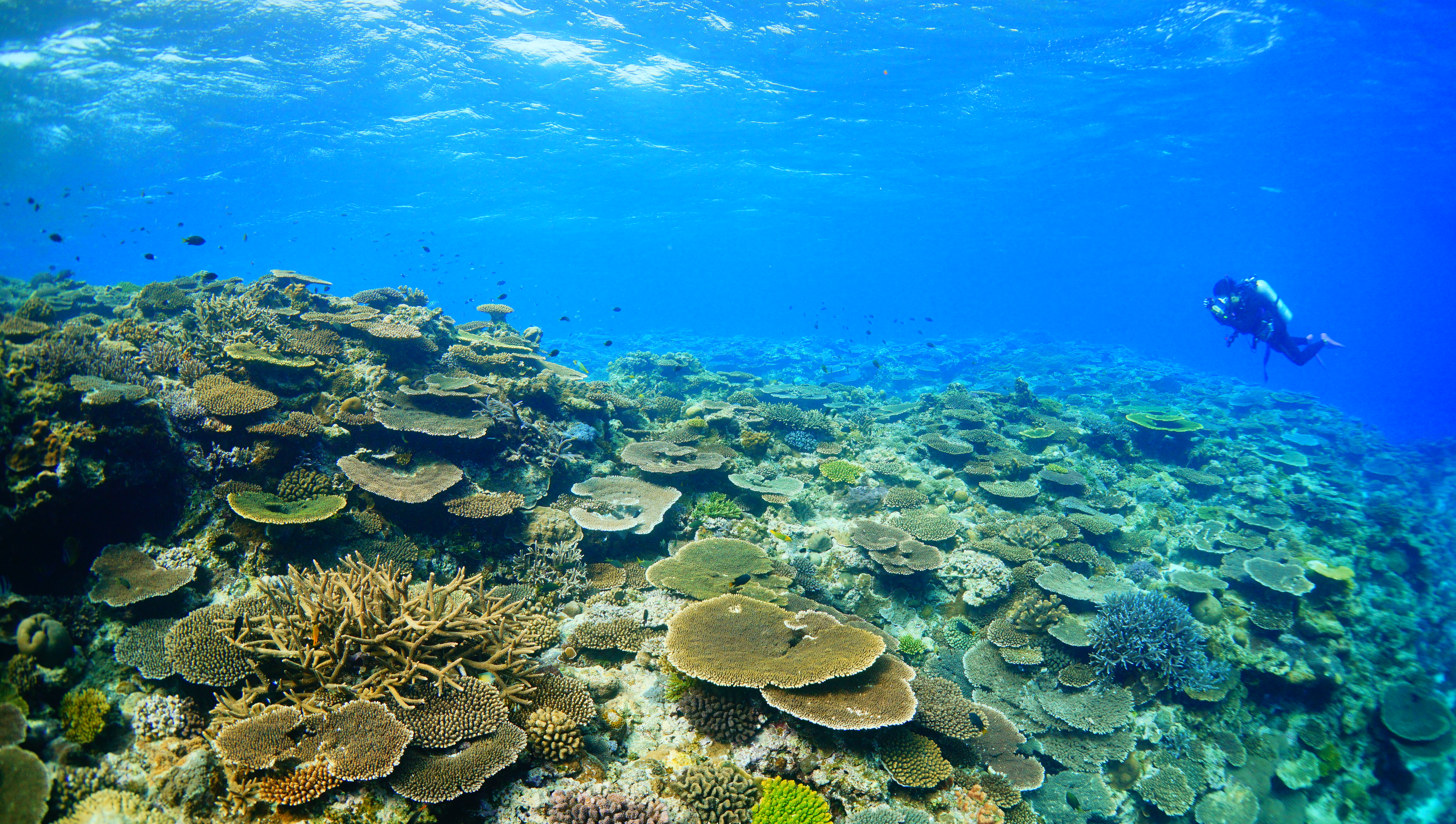 屋那覇のあがりの浅瀬のサンゴ礁