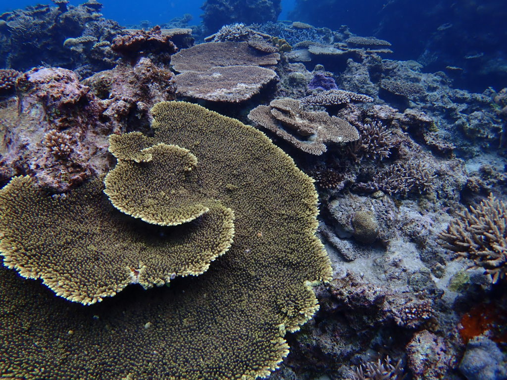 伊是名のダイビングでサンゴ礁を観察