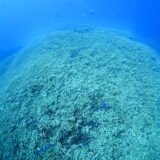 ２０２５年１１月２日　ばら園、名前募集中、名前募集中