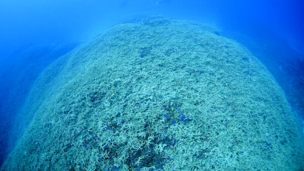 ２０２５年１１月２日　ばら園、名前募集中、名前募集中
