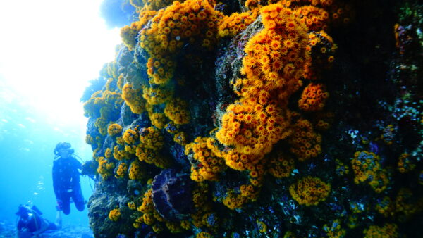 ２０２５年１１月１６日　ひんぷん、ばら園、いぜちゃま