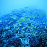 ２０２５年１１月１日　アヒラー、屋那覇のスカシ根