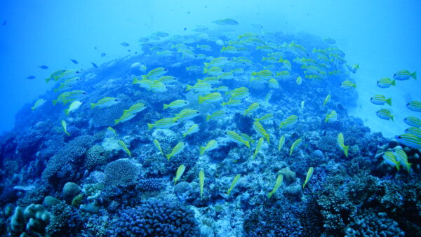 ２０２５年１１月１日　アヒラー、屋那覇のスカシ根