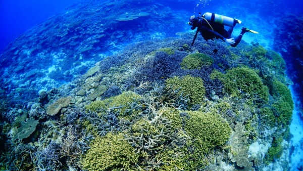 2026年4月10日 ダイビングログ｜強い南西風のため1本で終了、それでも満足のはまさん