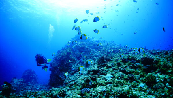 2026年4月12日 ダイビングログ｜クジラの歌と大物サプライズ、伊是名の魅力が詰まった3ダイブ