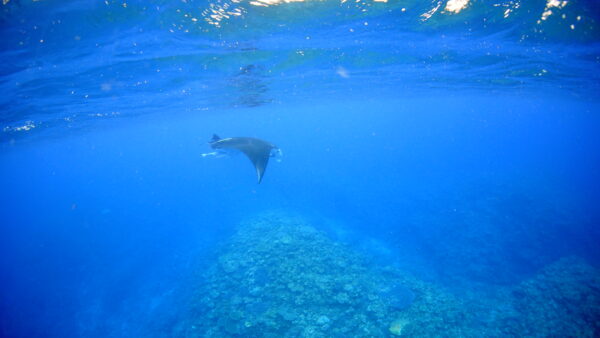 2026年4月17日 ダイビングログ｜水面マンタからサンゴ大草原まで大当たりの1日