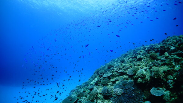 2026年4月18日 ダイビングログ｜うねりの中でも魚影抜群＆小魚天国の3ダイブ