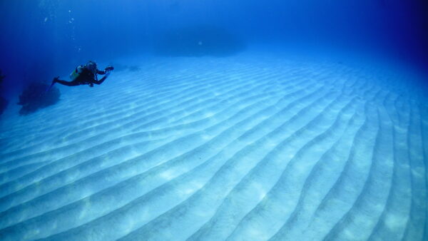 2026年4月19日 ダイビングログ｜記念ダイブとサンゴ満喫、変化のある海を楽しんだ1日