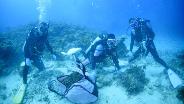 2026年4月27日 ダイビングログ｜サンゴを守る1本と小魚に癒される3ダイブ