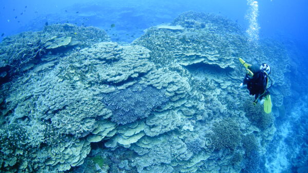 2026年4月11日 ダイビングログ｜小魚乱舞とサンゴに癒された伊是名3ダイブ