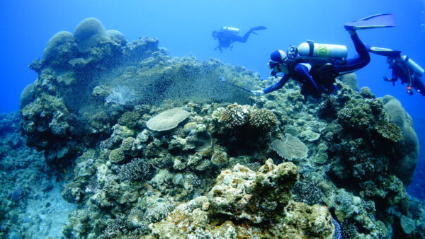 2026年4月29日 ダイビングログ｜GWスタート、穏やかなサンゴと季節の変化を感じる2ダイブ