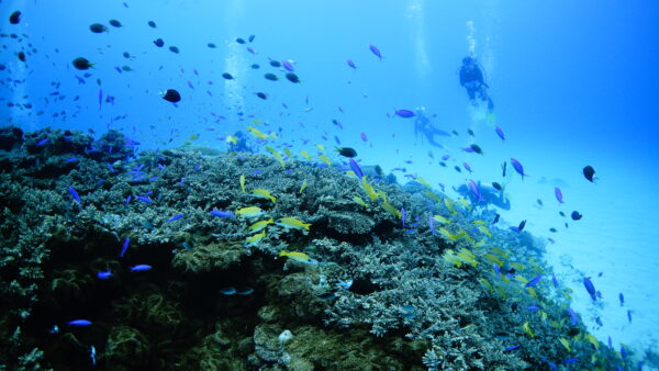 2026年5月14日 ダイビングログ｜産卵シーンと小魚の群れ、締めはワイルドなドリフト