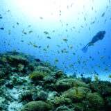 2026年6月5日 ダイビングログ｜台風明けの海へ、幼魚たちと小魚の群れに癒される2ダイブ