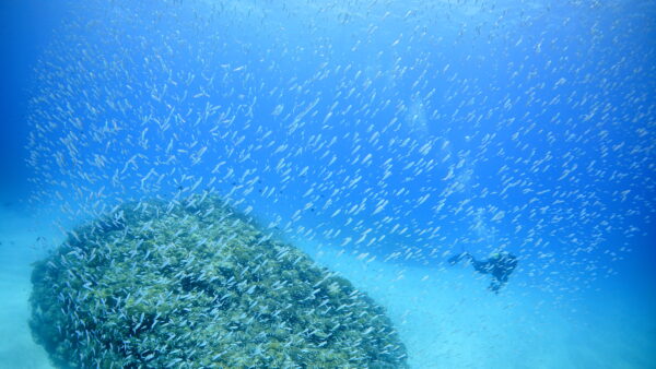 2026年7月23日 ダイビングログ｜小魚の大群と光あふれる夏の伊是名島