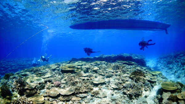 2026年7月31日 ダイビングログ｜サンゴと魚で埋め尽くされた夏の伊是名島