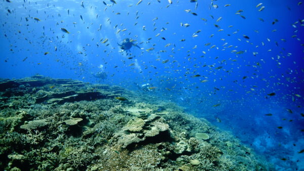 2026年8月3日 ダイビングログ｜夏の光に包まれて。地形もサンゴも小魚も満喫の一日！