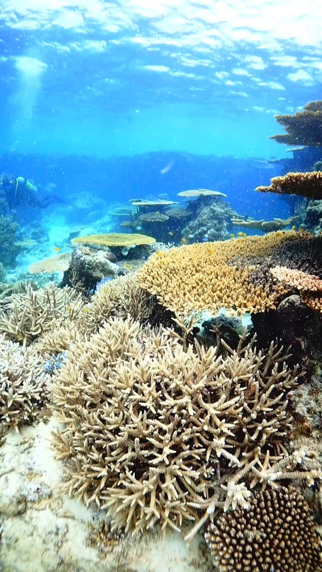 #伊是名島 トンネルくぐると、シャングリラ。ひみつの箱庭。......................................................................【沖縄北部小さな島のダイビング屋さん】#イゼナマリンサービスグイン @izena_guin ●2025ツアー“11月21日”まで●営業日確認/ 問い合わせ“ハイライト”へ　　　　　　　　　　　　　→ @izena_guin......................................................................#沖縄 #沖縄北部 #伊是名 #いぜな #沖縄離島 #離島 #沖縄ダイビング #離島ダイビング #伊是名ダイビング #ダイビング #スキューバダイビング  #サンゴ  #サンゴ礁 #ナイトロックス #グイン #伊是名島ダイビング