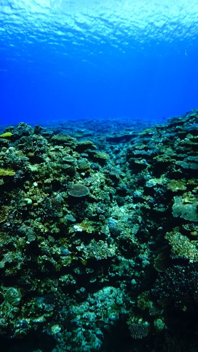 #伊是名島 「自分が1番太陽を浴びて、誰よりも大きくなる。」っていう心意気。どのサンゴからも感じられる。......................................................................【沖縄北部小さな島のダイビング屋さん】#イゼナマリンサービスグイン @izena_guin ●2025ツアー“11月21日”まで●営業日確認/ 問い合わせ“ハイライト”へ　　　　　　　　　　　　　→ @izena_guin......................................................................#沖縄 #沖縄北部 #伊是名 #いぜな #沖縄離島 #離島 #沖縄ダイビング #離島ダイビング #伊是名ダイビング #ダイビング #スキューバダイビング  #サンゴ  #サンゴ礁 #ナイトロックス #グイン #伊是名島ダイビング