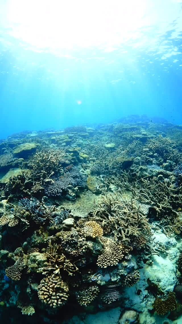 #伊是名島 表層がモヤモヤしているときの、お日様のシャララン感。私は好き。......................................................................【沖縄北部小さな島のダイビング屋さん】#イゼナマリンサービスグイン ●ライセンスをお持ちのダイバーさん専門●まったり好きの中級スキル以上の方向き●2025ツアー“11月21日”まで●営業日確認/ 問い合わせ“ハイライト”へ　　　　　　　　　　　　　→ @izena_guin......................................................................#沖縄 #沖縄北部 #伊是名 #いぜな #沖縄離島 #離島 #沖縄ダイビング #離島ダイビング #伊是名ダイビング #ダイビング #スキューバダイビング  #サンゴ  #サンゴ礁 #ナイトロックス #グイン #伊是名島ダイビング