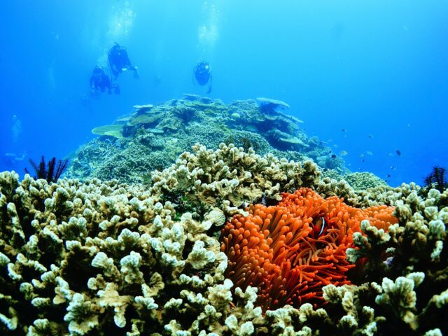 #伊是名島 真っ赤なお家がお気に入り。家主も真っ赤でお可愛いこと。......................................................................【沖縄北部小さな島のダイビング屋さん】#イゼナマリンサービスグイン ●ライセンスをお持ちのダイバーさん専門●2025ツアー“11月21日”まで●営業日確認/ 問い合わせ“ハイライト”へ　　　　　　　　　　　　　→ @izena_guin......................................................................#沖縄 #沖縄北部 #伊是名 #いぜな #沖縄離島 #離島 #沖縄ダイビング #離島ダイビング #伊是名ダイビング #ダイビング #スキューバダイビング  #サンゴ  #サンゴ礁 #ナイトロックス #グイン #伊是名島ダイビング