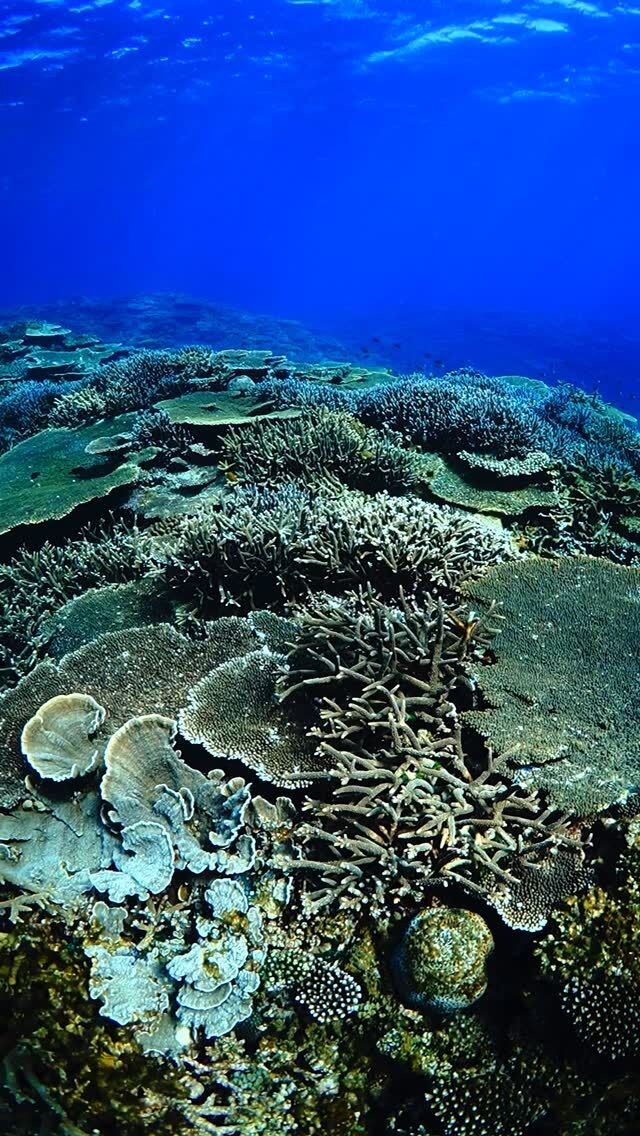 #伊是名島 どこに飛び込んでもサンゴが綺麗な海だから。安易にポイント名を「コーラルなんちゃら」とかって名付けられないって悩み。......................................................................【沖縄北部小さな島のダイビング屋さん】#イゼナマリンサービスグイン ●ライセンスをお持ちのダイバーさん専門●2025ツアー“11月21日”まで●営業日確認/ 問い合わせ“ハイライト”へ　　　　　　　　　　　　　→ @izena_guin......................................................................#沖縄 #沖縄北部 #伊是名 #いぜな #沖縄離島 #離島 #沖縄ダイビング #離島ダイビング #伊是名ダイビング #ダイビング #スキューバダイビング  #サンゴ  #サンゴ礁 #ナイトロックス #グイン #伊是名島ダイビング