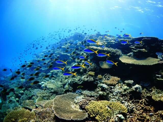 #伊是名島 ちびウメ、大人になるまではお家を決めて暮らしてるよね。大人になってもずっとここにいていいのに。......................................................................【沖縄北部小さな島のダイビング屋さん】#イゼナマリンサービスグイン ●ライセンスをお持ちのダイバーさん専門●2025ツアー“11月21日”まで●営業日確認/ 問い合わせ“ハイライト”へ　　　　　　　　　　　　　→ @izena_guin......................................................................#沖縄 #沖縄北部 #伊是名 #いぜな #沖縄離島 #離島 #沖縄ダイビング #離島ダイビング #伊是名ダイビング #ダイビング #スキューバダイビング  #サンゴ  #サンゴ礁 #ナイトロックス #グイン #伊是名島ダイビング