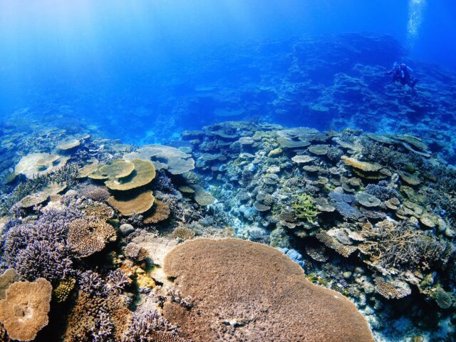 #伊是名島 透明度の限りサンゴ礁だからさ、カメラ向けるにも(ど、どこを切り取ったら…⁉︎)って戸惑うよね。結論、どこを切り取っても綺麗。最高じゃーん。SDカード容量たっぷりでご来島くださいまし。......................................................................【沖縄北部小さな島のダイビング屋さん】#イゼナマリンサービスグイン ●ライセンスをお持ちのダイバーさん専門●2025ツアー“11月21日”まで●営業日確認/ 問い合わせ“ハイライト”へ　　　　　　　　　　　　　→ @izena_guin......................................................................#沖縄 #沖縄北部 #伊是名 #いぜな #沖縄離島 #離島 #沖縄ダイビング #離島ダイビング #伊是名ダイビング #ダイビング #スキューバダイビング  #サンゴ  #サンゴ礁 #ナイトロックス #グイン #伊是名島ダイビング