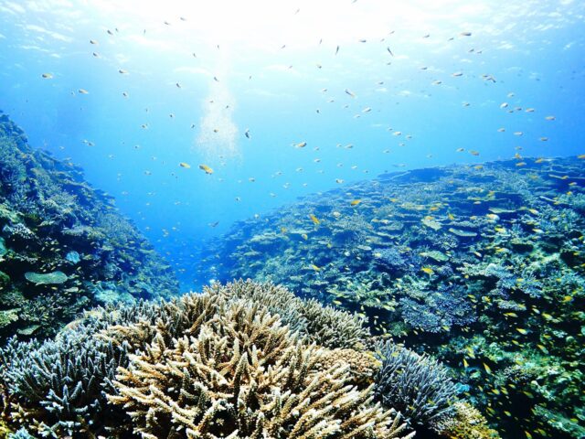 #伊是名島 「ベストなシーズンっていつですか？」ってよく聞かれるんですけど、そりゃあなた。キホシのおちびを愛でるのならば。まさに今だわ。透明度の良い澄んだ水色に太陽が燦々…みたいな景色が見たいならド真夏よね。あんまり混んでない日にひっそり潜りたい…とかだったら秋の平日、空いているわ。どんな感じに過ごしたいかによるけど、いつ潜ってもそのときの海が見られていつだって良い海よなぁ…と返答に悩む女将よ。つまりはいつ来てもいいと思うわ。天気次第、海況次第。てるてる坊主作ってからいつでもいらして。鶏と待ってる。 @guin_uko......................................................................【沖縄北部小さな島のダイビング屋さん】#イゼナマリンサービスグイン ●ライセンスをお持ちのダイバーさん専門●まったり好きの中級スキル以上の方向き●2025ツアー“11月21日”まで●営業日確認/ 問い合わせ“ハイライト”へ　　　　　　　　　　　　　→ @izena_guin......................................................................#沖縄 #沖縄北部 #伊是名 #いぜな #沖縄離島 #離島 #沖縄ダイビング #離島ダイビング #伊是名ダイビング #ダイビング #スキューバダイビング  #サンゴ  #サンゴ礁 #ナイトロックス #グイン #伊是名島ダイビング