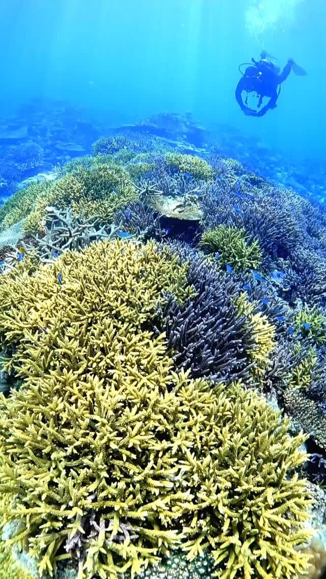 #伊是名島 水の中のきいろって目をひくよねぇ。我が家の鶏たちの中にしれっとシロハラクイナが混じっていたときくらい見ちゃう。#ちょっと違う ......................................................................【沖縄北部小さな島のダイビング屋さん】#イゼナマリンサービスグイン ●ライセンスをお持ちのダイバーさん専門●まったり好きの中級者以上の方向き●2025ツアー“11月21日”まで●営業日確認/ 問い合わせ“ハイライト”へ　　　　　　　　　　　　　→ @izena_guin......................................................................#沖縄 #沖縄北部 #伊是名 #いぜな #沖縄離島 #離島 #沖縄ダイビング #離島ダイビング #伊是名ダイビング #ダイビング #スキューバダイビング  #サンゴ  #サンゴ礁 #ナイトロックス #グイン #伊是名島ダイビング