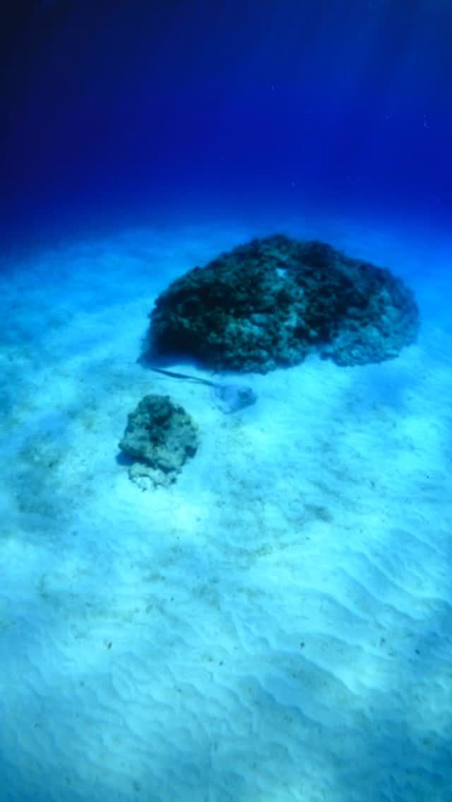 #伊是名島 ツカウェーーイ！しっぽがさ、かっこいいよね！......................................................................【沖縄北部小さな島のダイビング屋さん】#イゼナマリンサービスグイン ●ライセンスをお持ちのダイバーさん専門●まったり好きの中級者以上の方向き●2025ツアー“11月21日”まで●営業日確認/ 問い合わせ“ハイライト”へ　　　　　　　　　　　　　→ @izena_guin......................................................................#沖縄 #沖縄北部 #伊是名 #いぜな #沖縄離島 #離島 #沖縄ダイビング #離島ダイビング #伊是名ダイビング #ダイビング #スキューバダイビング  #サンゴ  #サンゴ礁 #ナイトロックス #グイン #伊是名島ダイビング