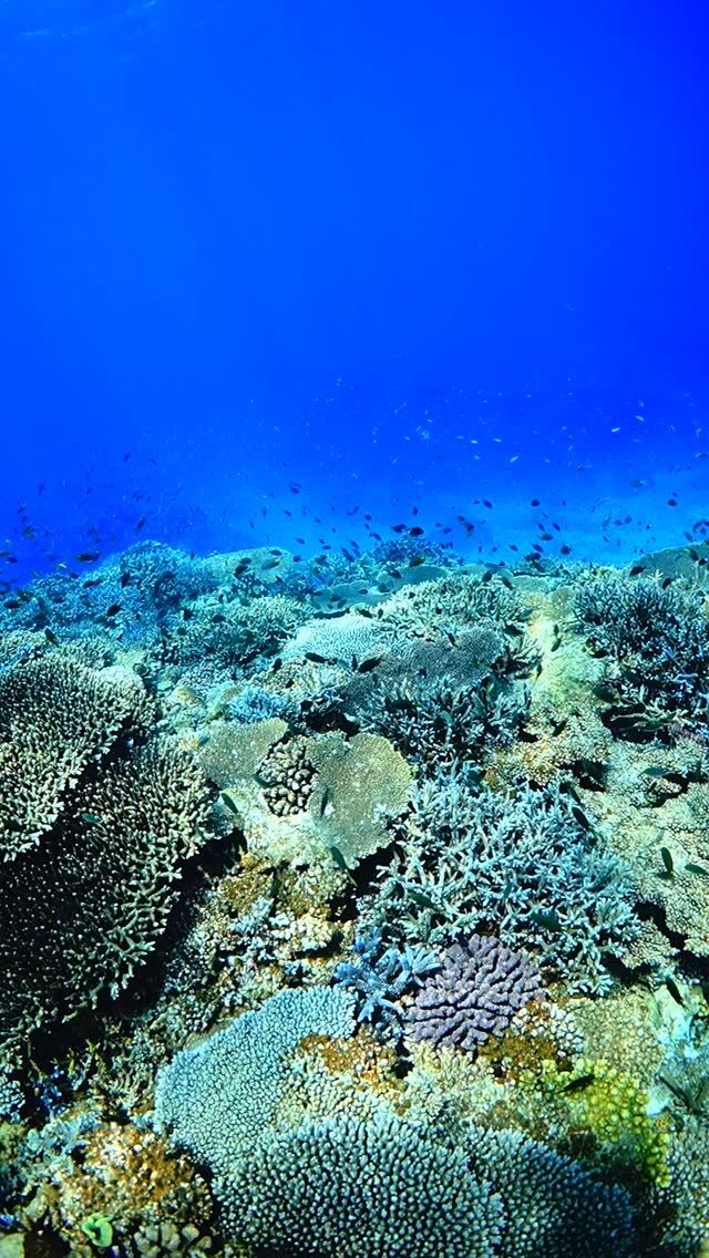 #伊是名島 オキナワスズメダイがさ、この土地を代表する名を授かった所以(ゆえん)を知りたいよね。いっぱいいたのかな？伊是名に関しては圧倒的にキホシの方が多いけどな。可愛いから何でもいいんやけどさ。......................................................................【沖縄北部小さな島のダイビング屋さん】#イゼナマリンサービスグイン ●ライセンスをお持ちのダイバーさん専門●まったり好きの中級者以上の方向き●2025ツアー“11月21日”まで●営業日確認/ 問い合わせ“ハイライト”へ　　　　　　　　　　　　　→ @izena_guin......................................................................#沖縄 #沖縄北部 #伊是名 #いぜな #沖縄離島 #離島 #沖縄ダイビング #離島ダイビング #伊是名ダイビング #ダイビング #スキューバダイビング  #サンゴ  #サンゴ礁 #ナイトロックス #グイン #伊是名島ダイビング