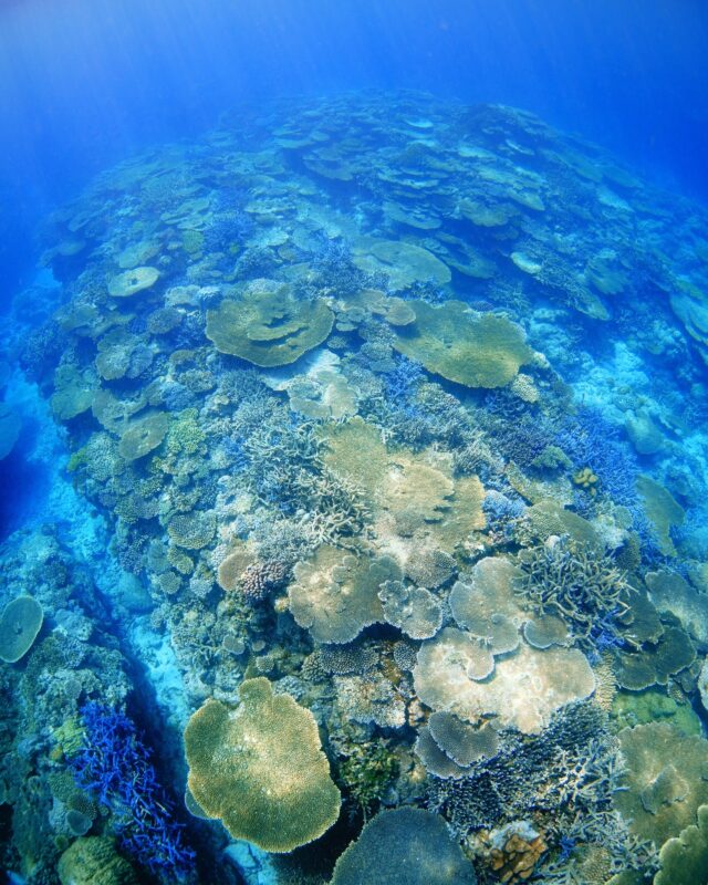 #伊是名島 エントリー早々、この眺め。......................................................................【沖縄北部小さな島のダイビング屋さん】#イゼナマリンサービスグイン ●ライセンスをお持ちのダイバーさん専門●まったり好きの中級者以上の方向き●2025ツアー“11月21日”まで●営業日確認/ 問い合わせ“ハイライト”へ　　　　　　　　　　　　　→ @izena_guin......................................................................#沖縄 #沖縄北部 #伊是名 #いぜな #沖縄離島 #離島 #沖縄ダイビング #離島ダイビング #伊是名ダイビング #ダイビング #スキューバダイビング  #サンゴ  #サンゴ礁 #ナイトロックス #グイン #伊是名島ダイビング