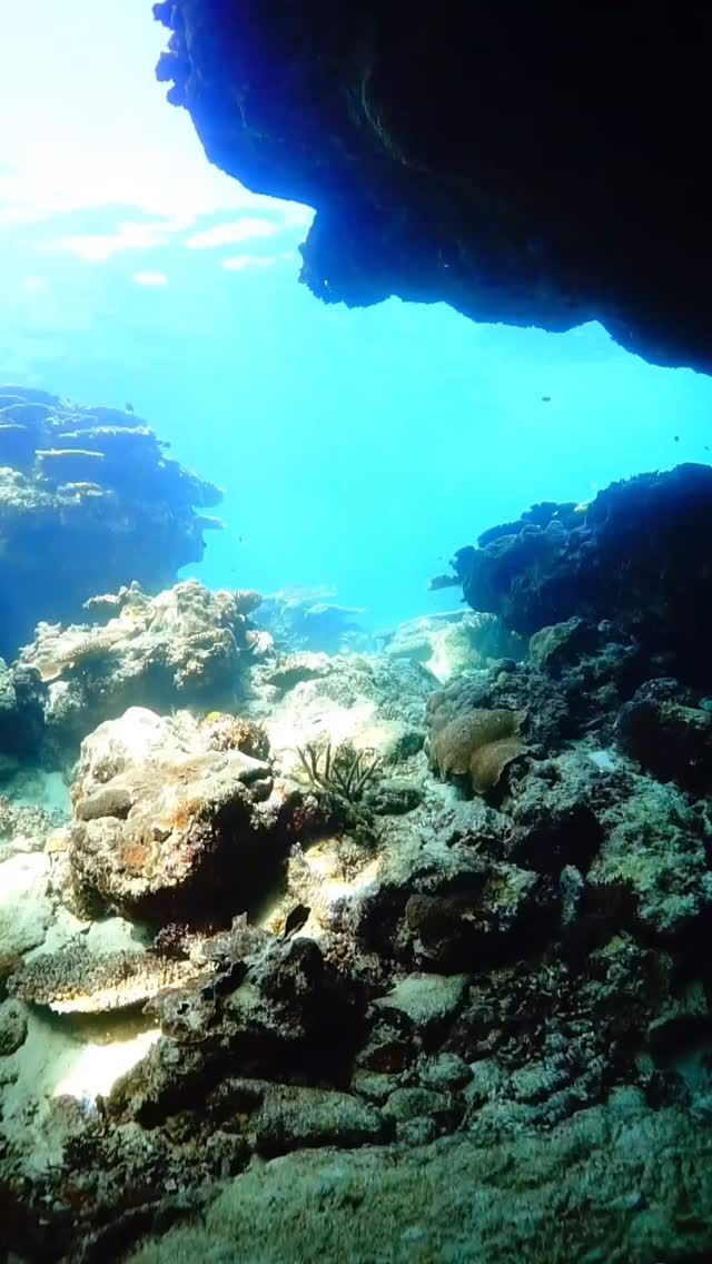 #伊是名島 トンネルの先｜アカヒメジのお出迎え｜ぺたぺたみなも｜中庭に育つサンゴたち｜はしゃぐガイド｜見守るゲスト......................................................................【沖縄北部小さな島のダイビング屋さん】#イゼナマリンサービスグイン ●ライセンスをお持ちのダイバーさん専門●まったり好きの中級者以上の方向き●2025ツアー“11月21日”まで●営業日確認/ 問い合わせ“ハイライト”へ　　　　　　　　　　　　　→ @izena_guin......................................................................#沖縄 #沖縄北部 #伊是名 #いぜな #沖縄離島 #離島 #沖縄ダイビング #離島ダイビング #伊是名ダイビング #ダイビング #スキューバダイビング  #サンゴ  #サンゴ礁 #ナイトロックス #グイン #伊是名島ダイビング