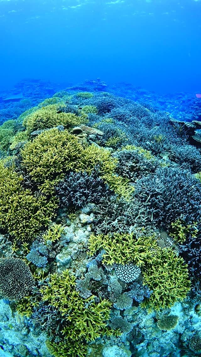 #伊是名島 カメラのRECを押すのも大事だけど。心のシャッターを切るのも忘れずに、な？(モテ風)(知らんけど)女将は忘れっぽいし、仕事なので、なるべくして機器のボタンを押します。が、感極まると口半開きで押し忘れます。ファインダー越しも、裸眼に焼き付けるのもどっちもいいし、大切なことだよなッ(ウィンク......................................................................【沖縄北部小さな島のダイビング屋さん】#イゼナマリンサービスグイン ●ライセンスをお持ちのダイバーさん専門●まったり好きの中級者以上の方向き●2025ツアー“11月21日”まで●営業日確認/ 問い合わせ“ハイライト”へ　　　　　　　　　　　　　→ @izena_guin......................................................................#沖縄 #沖縄北部 #伊是名 #いぜな #沖縄離島 #離島 #沖縄ダイビング #離島ダイビング #伊是名ダイビング #ダイビング #スキューバダイビング  #サンゴ  #サンゴ礁 #ナイトロックス #グイン #伊是名島ダイビング