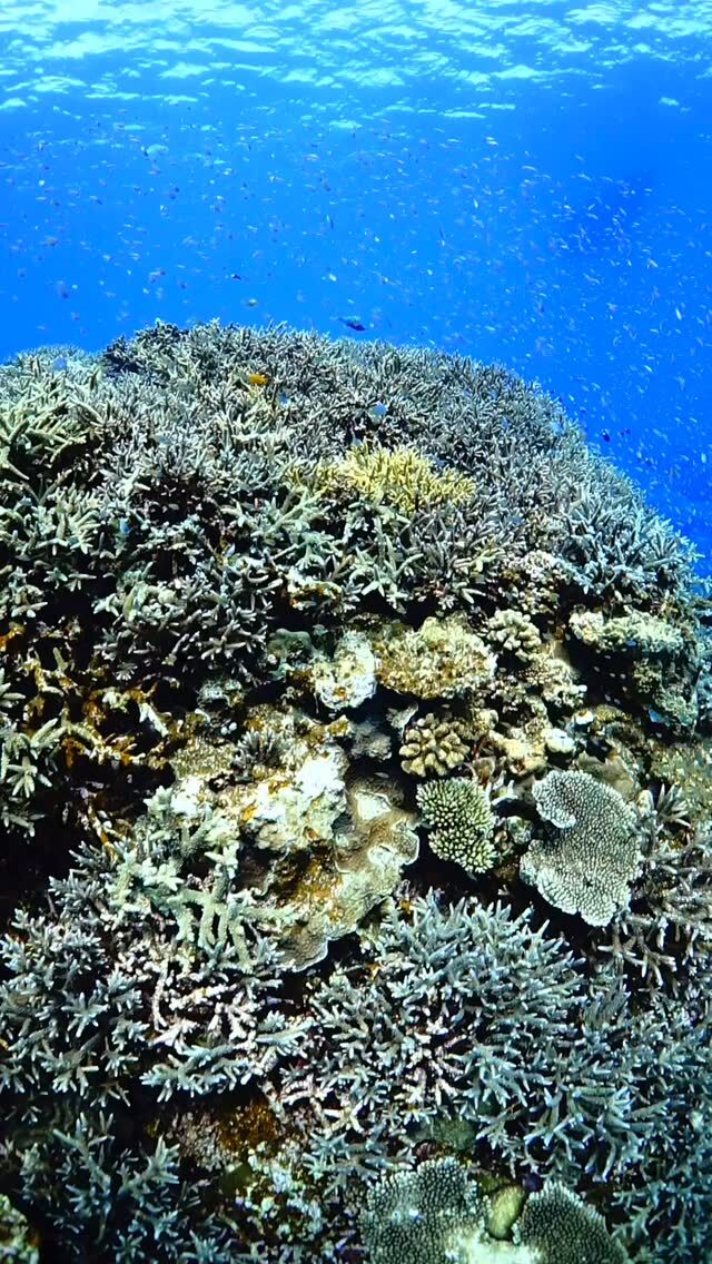#伊是名島 台風にやられ、暑さにやられ。だがしかし。元気に復活してきている。がんばれ。トゲトゲ山の枝サンゴたち。......................................................................【沖縄北部小さな島のダイビング屋さん】#イゼナマリンサービスグイン ●ライセンスをお持ちのダイバーさん専門●まったり好きの中級者以上の方向き●2025ツアー“11月21日”まで●営業日確認/ 問い合わせ“ハイライト”へ　　　　　　　　　　　　　→ @izena_guin......................................................................#沖縄 #沖縄北部 #伊是名 #いぜな #沖縄離島 #離島 #沖縄ダイビング #離島ダイビング #伊是名ダイビング #ダイビング #スキューバダイビング  #サンゴ  #サンゴ礁 #ナイトロックス #グイン #伊是名島ダイビング