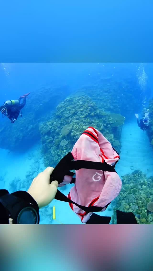 #伊是名島 昨日は【月イチ海中清掃の日】でした！午前はお掃除リピーターのレディ２人と午後はお掃除初参加のリピーターさんを加えて。もりもりゴミを回収してきました！ご協力ありがとうございました！グインでは月に一度、サンゴ礁に絡まってしまっている廃漁網を回収する作業をお客さんと一緒に行っています。ツアー料金は変わらずなのですが、参加者のみなさんには粗品(グインの乾燥アーサ)と次回ご利用できる値引きクーポンをプレゼント！中性浮力が取れるなど、中級者以上のダイバーさんのみご予約いただけます。次回は8月4日！月イチと言いましたが、7月は激動なのでお休みです。ぜひご参加くださいまし！......................................................................【沖縄北部小さな島のダイビング屋さん】#イゼナマリンサービスグイン ●ライセンスをお持ちのダイバーさん専門●まったり好きの中級者以上の方向き●2025ツアー“11月21日”まで●営業日確認/ 問い合わせ“ハイライト”へ　　　　　　　　　　　　　→ @izena_guin......................................................................#沖縄 #沖縄北部 #伊是名 #いぜな #沖縄離島 #離島 #沖縄ダイビング #離島ダイビング #伊是名ダイビング #ダイビング #スキューバダイビング  #サンゴ  #サンゴ礁 #ナイトロックス #グイン #伊是名島ダイビング