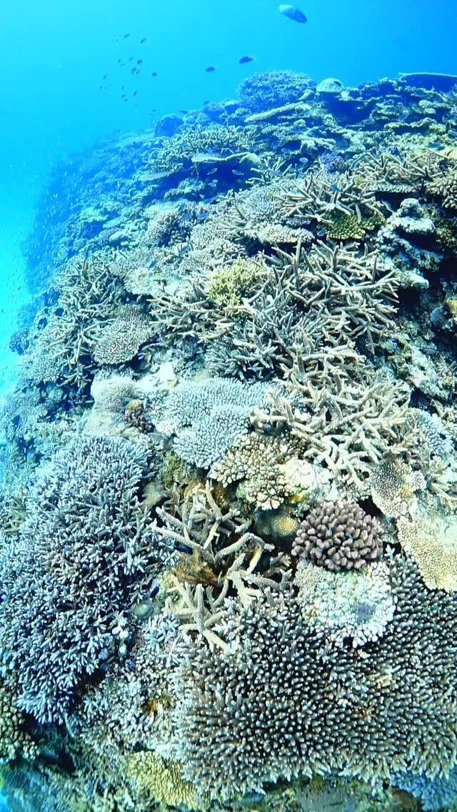 #伊是名島 華やかサンゴ礁からの、真白に広がる砂海。くぅ〜ッコントラストたまらん。......................................................................【沖縄北部小さな島のダイビング屋さん】#イゼナマリンサービスグイン ●ライセンスをお持ちのダイバーさん専門●まったり好きの中級者以上の方向き●2025ツアー“11月21日”まで●営業日確認/ 問い合わせ“ハイライト”へ　　　　　　　　　　　　　→ @izena_guin......................................................................#沖縄 #沖縄北部 #伊是名 #いぜな #沖縄離島 #離島 #沖縄ダイビング #離島ダイビング #伊是名ダイビング #ダイビング #スキューバダイビング  #サンゴ  #サンゴ礁 #ナイトロックス #グイン #伊是名島ダイビング