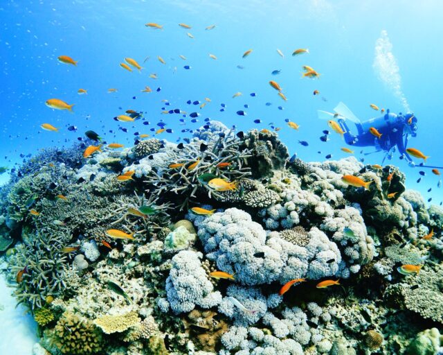 #伊是名島 我々は魚たちを観察している側であると信じて疑わないが、彼らもまた意思を持って我々のことを観察しているに違いない。キンギョハナダイがはちゃめちゃこっち見てたんだよぅ。......................................................................【沖縄北部小さな島のダイビング屋さん】#イゼナマリンサービスグイン ●ライセンスをお持ちのダイバーさん専門●まったり好きの中級者以上の方向き●2025ツアー“11月21日”まで●営業日確認/ 問い合わせ“ハイライト”へ　　　　　　　　　　　　　→ @izena_guin......................................................................#沖縄 #沖縄北部 #伊是名 #いぜな #沖縄離島 #離島 #沖縄ダイビング #離島ダイビング #伊是名ダイビング #ダイビング #スキューバダイビング  #サンゴ  #サンゴ礁 #ナイトロックス #グイン #伊是名島ダイビング