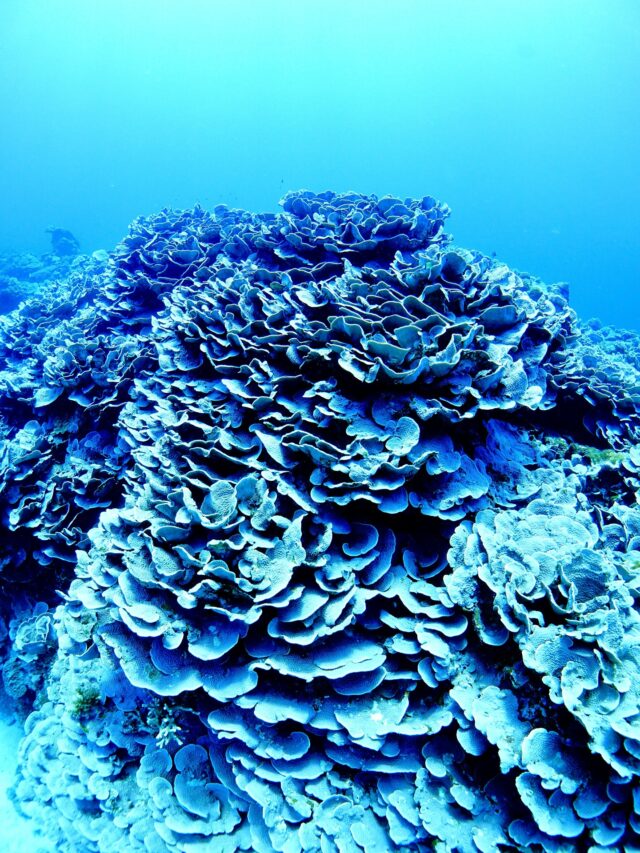 #伊是名島 浅瀬の華やかサンゴ礁もいいですけれど、たまには渋めの単一サンゴ礁もよろしくてよ。ばら園。にんきもの。......................................................................【沖縄北部小さな島のダイビング屋さん】#イゼナマリンサービスグイン ●ライセンスをお持ちのダイバーさん専門●まったり好きの中級者以上の方向き●2025ツアー“11月21日”まで●営業日確認/ 問い合わせ“ハイライト”へ　　　　　　　　　　　　　→ @izena_guin......................................................................#沖縄 #沖縄北部 #伊是名 #いぜな #沖縄離島 #離島 #沖縄ダイビング #離島ダイビング #伊是名ダイビング #ダイビング #スキューバダイビング  #サンゴ  #サンゴ礁 #ナイトロックス #グイン #伊是名島ダイビング
